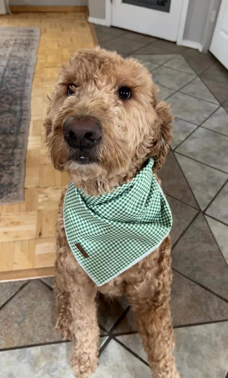 Cotton Holiday Dog Bandana